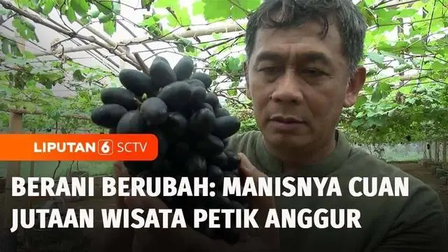 Memanfaatkan lahan kosong di sekitar rumahnya di Kota Salatiga, Jawa Tengah. Wildan mencoba peruntungan membuka kebun anggur, meski tak punya pengalaman budi daya anggur, berkat ketekunannya kebunnya berubah jadi tempat wisata. Inilah Berani Berubah ...