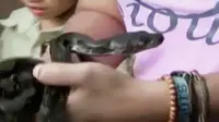 Ratusan pelajar di Bekasi mendapat edukasi tentang reptil.