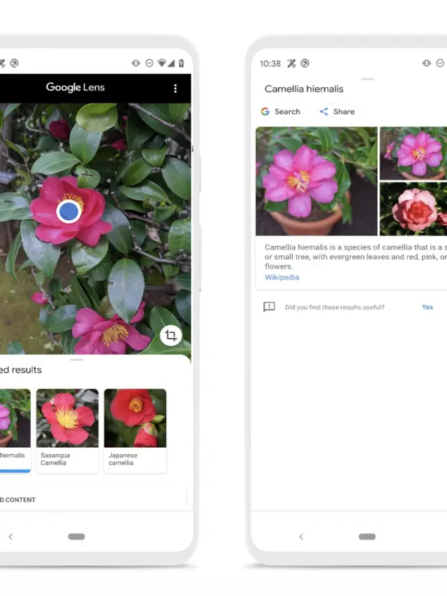 Identifikasi tanaman atau hewan peliharaan/dok. Google