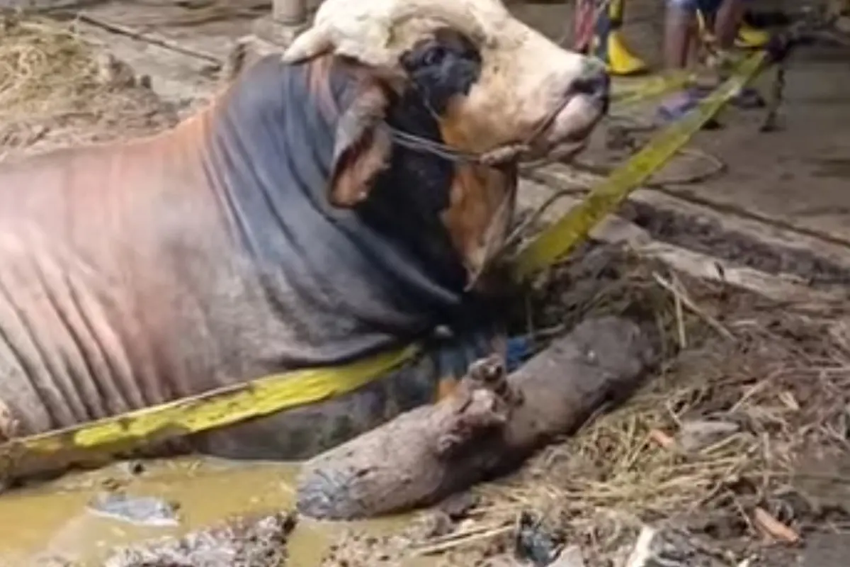 Tim Damkar Kota Sukabumi melakukan aksi penyelamatan sapi seberat 1,4 ton yang terperosok dalam lumpur. (Liputan6/Fira Syahrin)