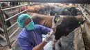 Dokter hewan menyiapkan suntikan vitamin untuk memperkuat imunitas hewan kurban di CV Puput Bersaudara di kawasan Rangkapan Jaya, Depok, Jawa Barat, Selasa (19/5/2026). (merdeka.com/Arie Basuki)
