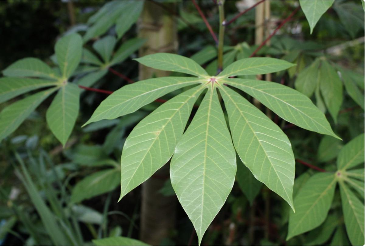 daun singkong