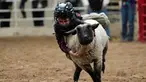 Seorang anak saat menunggangi seekor domba selama acara "Mutton Bustin '" di National Western Stock Show di Denver, Colorado, (16/1). Anak-anak yang memegang paling lama menerima banyak poin. (AFP/Photo/Rick T. Wilking)