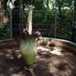 Bunga Bangkai (Amorphophallus Titanum) yang ada di kawasan Arboretum di Kementerian Lingkungan Hidup dan Kehutanan, Jakarta, Jumat (10/12/2021). Keberadaan bunga bangkai juga dilindungi dengan Peraturan Pemerintah Nomor 7 tahun 1999. (Liputan6.com/Herman Zakharia)