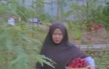 Kisah Ibu-Ibu di Magelang Bertani Rosela karena Terdampak Corona, Modal Sedikit Untung Besar dan Kaya Manfaat