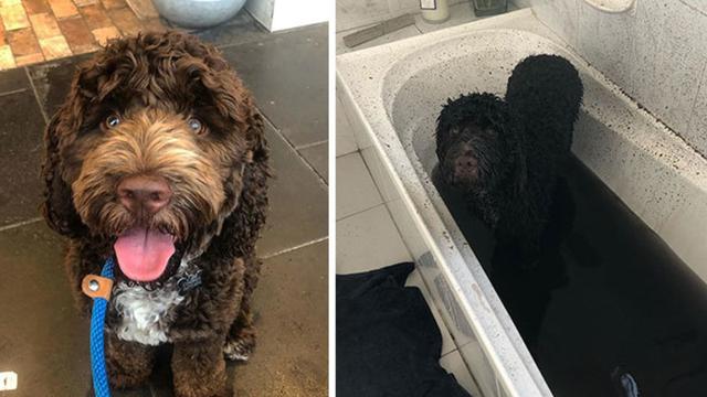 7 Potret Kocak Anjing Habis Bermain Lumpur, Gemes Banget