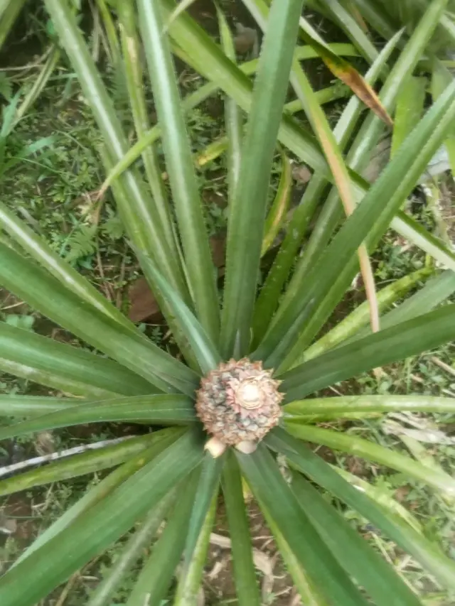 Cara Menanam Nanas Madu di Halaman Rumah ala Petani Pensiun