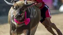 Aksi seorang joki yang memacu kerbaunya dalam festival balap kerbau di Chonburi, Thailand (26/10/2015). Festival tahunan itu diikuti puluhan petani di Chonburi untuk merayakan panen padi. (Reuters/Athit Perawongmetha)
