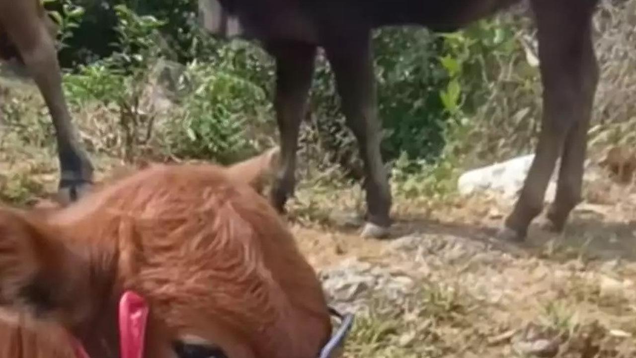 Sebelum Buka Keran Impor, Pemerintah Diingatkan untuk Utamakan Sapi Lokal