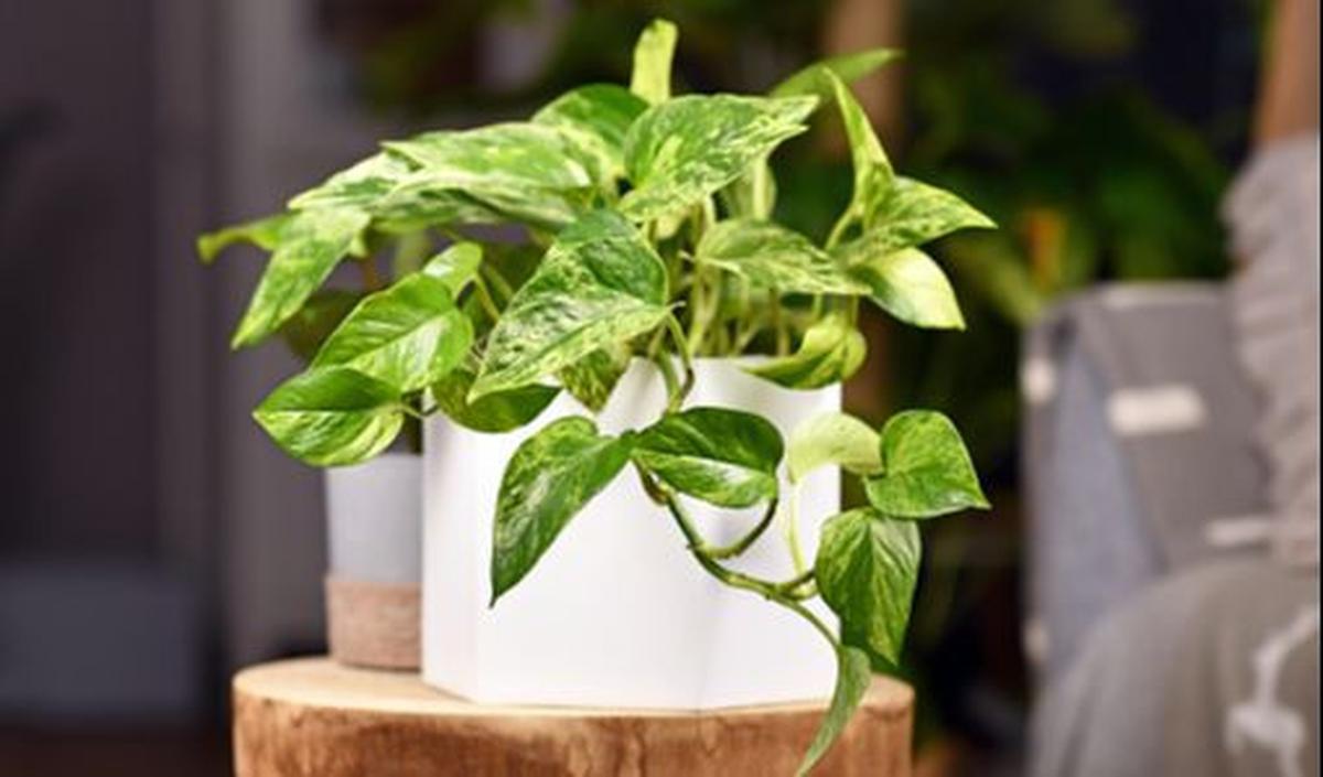 Golden Pothos