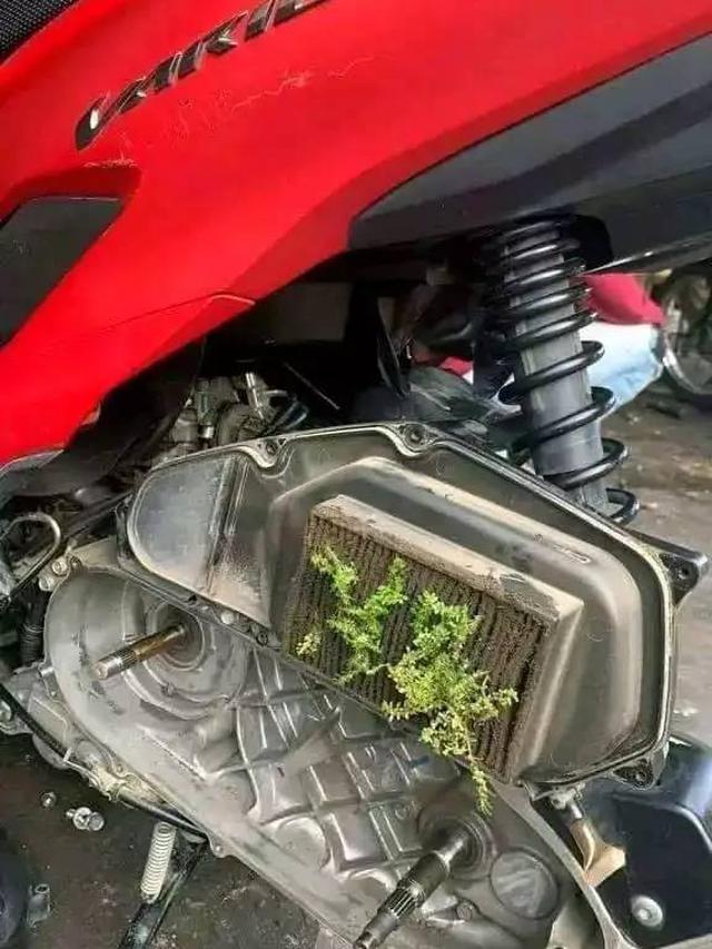 7 Potret Kendaraan Ditumbuhi Tanaman Liar dari Motor Hingga Mobil Ini Heran