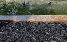 Dalam Hitungan Jam, Setu Babakan ‘Panen’ 3 Ton Ikan Sapu-Sapu