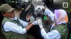 Petugas Kesehatan Hewan (Puskeswan) Kota Depok memeriksa kesehatan sapi hewan kurban di CV Puput di kawasan Rangkapan Jaya, Depok, Jawa Barat, Rabu (21/6/2023). (merdeka.com/Arie Basuki)