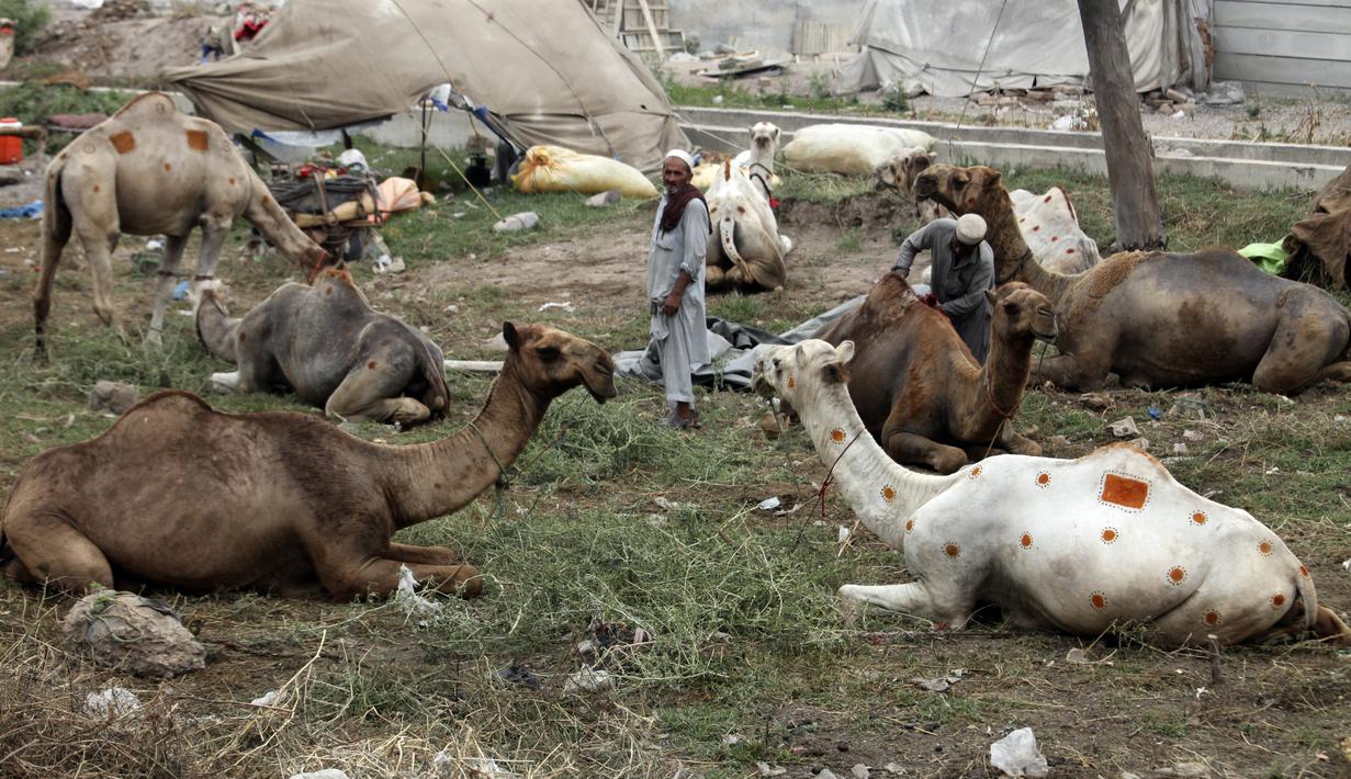Seorang pria Pakistan memotong rambut unta di pasar ternak menjelang perayaan Idul Adha di Peshawar, Pakistan (1/7/2022). Idul Adha merupakan salah satu hari raya umat Islam di dunia yang identik dengan penyembelihan hewan kurban bagi yang mampu. (AP Photo/Muhammad Sajjad)