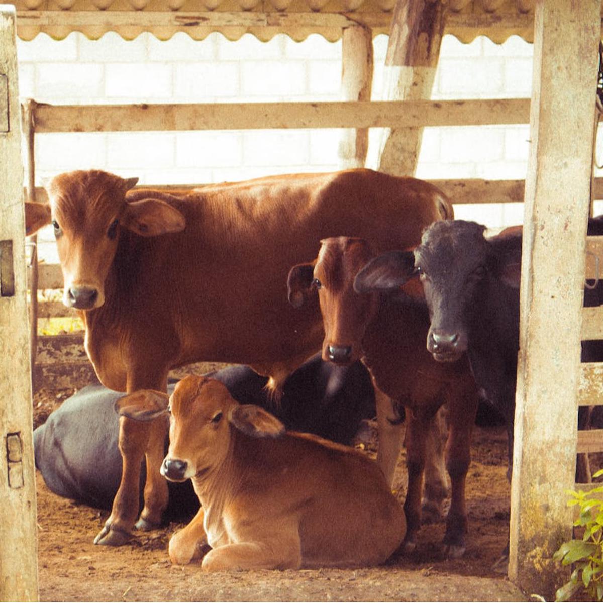 Dampak Stres pada Kambing dan Sapi terhadap Kualitas Daging