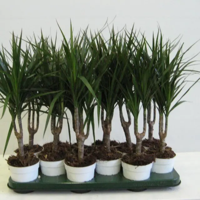 Dracaena
