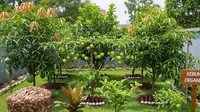 12 Tips Menata Kebun Buah di Belakang Rumah agar Terlihat Rapi dan Asri