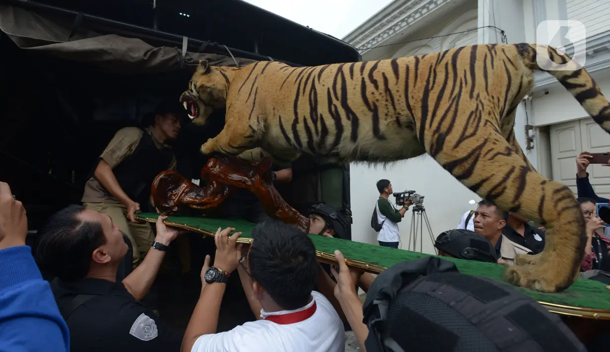 Petugas menyita Harimau Sumatera yang diawetkan (offset) saat penggeledahan terhadap rumah tersangka penodongan pelajar SMA menggunakan senjata api, Abdul Malik di kawasan Kemang, Kamis (26/12/2019). Polres Jakarta Selatan menyita empat hewan langka yang sudah dibekukan. (merdeka.com/Imam Buhori)