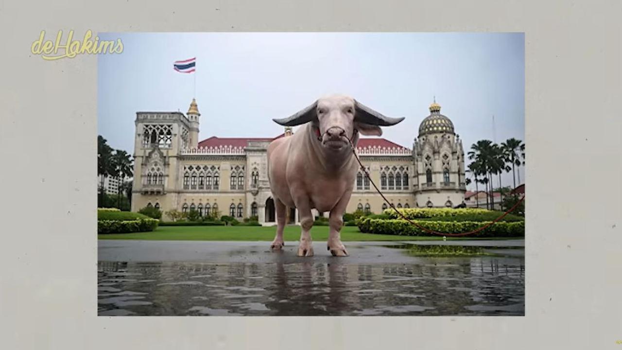 Tak hanya memiliki warna yang berbeda, Kebo Bule juga memiliki tanduk yang bagus.