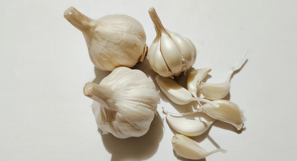 Ilustrasi Bawang Putih