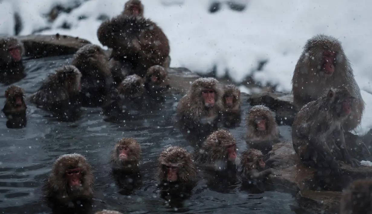 Kawanan monyet salju ketika tengah berendam di sumber air panas di Jigokudani Monkey Park, Prefektur Nagano, Jepang, Senin (18/1). Taman ini memiliki satu kolam air panas buatan manusia yang selalu dikerumuni monyet salju liar. (AFP PHOTO/Yasuyoshi CHIBA)