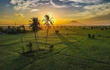 Mentari Pagi Menyinari Sawah Produktif Aceh Besar