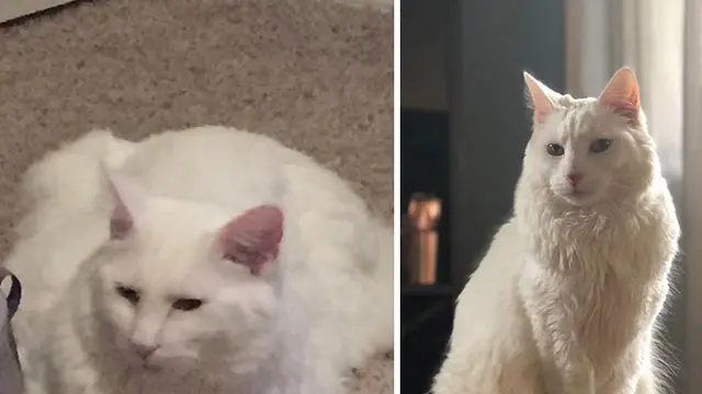 8 Potret Keren Transformasi Kucing Obesitas jadi Kurus