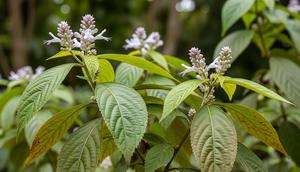 Tanaman Kirinyuh. (wikipedia)