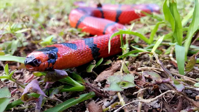 Jenis Ular Milk Snake (Lampropeltis triangulum)