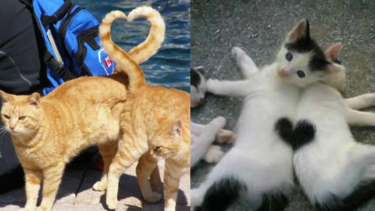 6 Potret 2 Kucing Beraksi Bentuk Love Ini Gemas, Momen Pengambilan Foto Tepat
