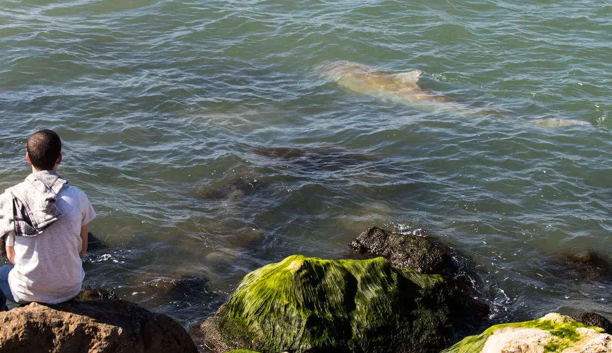 Warga menyaksikan fenomena munculnya kawanan hiu pasir di lepas pantai Hadera dan Tel Aviv, Israel (23/1). Pemerintah setempat memperingatkan para penduduk untuk menjauhi pesisir yang dipenuhi puluhan hiu. (AFP Photo/Jack Guez )