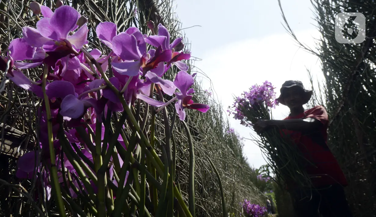 Pekerja mengumpulkan bunga anggrek Vanda Douglas usai dipetik di Kota Tangerang Selatan, Banten, Jumat (4/12/2020). Jelang Natal dan Tahun Baru pada masa pandemi COVID-19, permintaan bunga anggrek Vanda Douglas mulai meningkat. (merdeka.com/Dwi Narwoko)