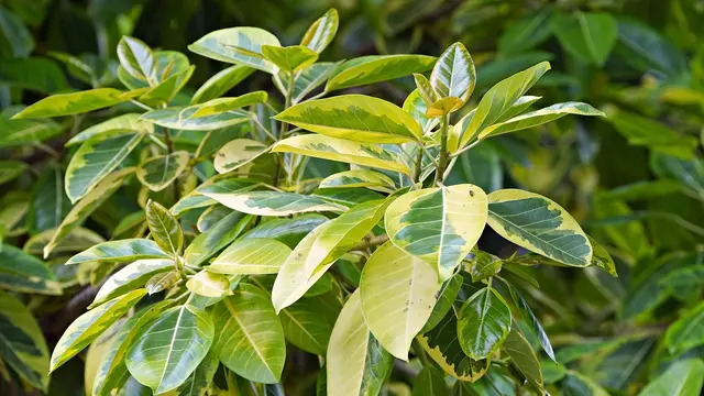 Ficus Altissima