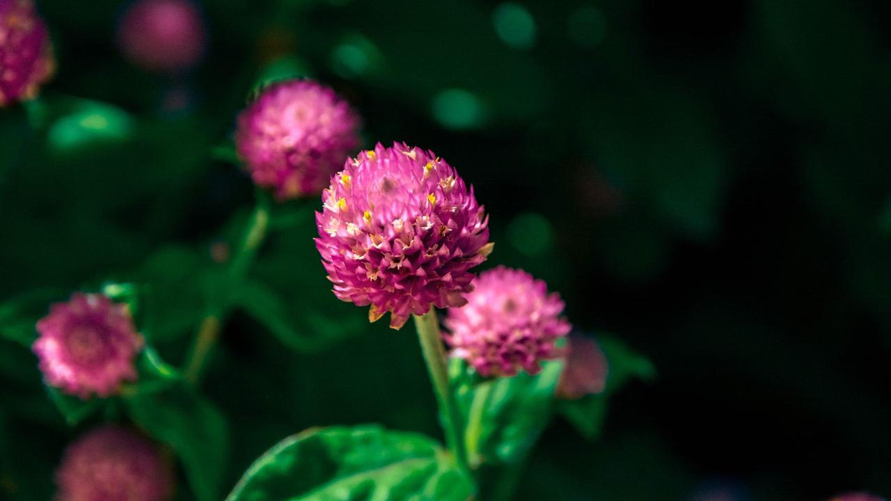 Gomphrena