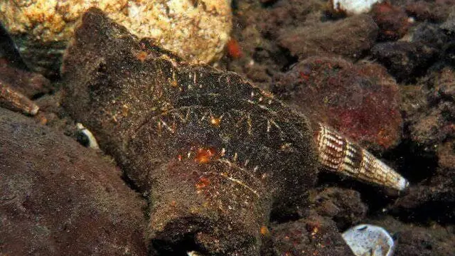 Temuan Purbakala