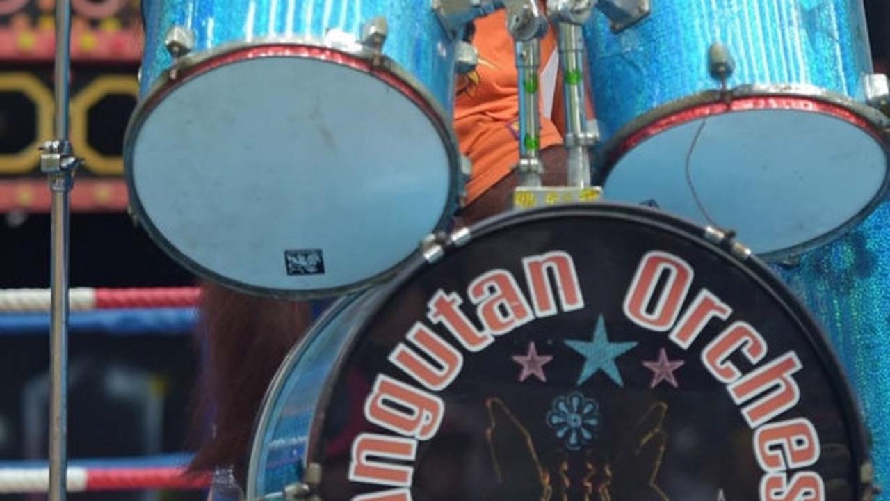 Aksi seru dan lucu orang utan bertanding Muay Thai