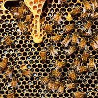 Manfaat Mengonsumsi Madu untuk Tumbuh Kembang Anak