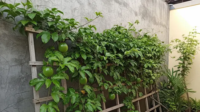 9 Inspirasi Kebun Rambat Markisa untuk Tembok Plesteran, Solusi Hijau Estetis