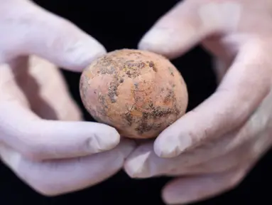 Arkeolog menunjukkan telur ayam berusia 1.000 tahun yang ditemukan selama penggalian di Kota Yavne, Israel, Rabu (9/6/2021). Telur ayam yang hampir utuh tersebut ditemukan baru-baru ini di sebuah tangki septik. (Emmanuel DUNAND/AFP)