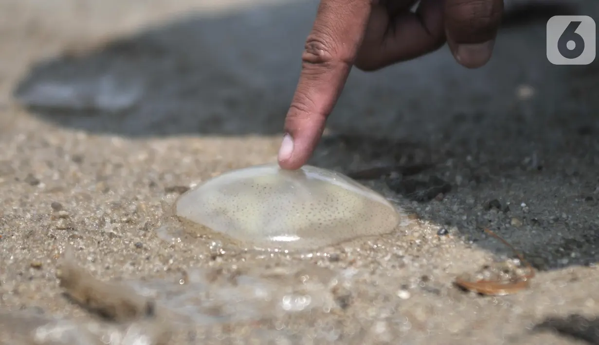 Ubur-ubur hasil tangkapan petugas di Pantai Lagoon, Ancol Taman Impian, Jakarta, Rabu (9/10/2019). Pihak Ancol telah memasang jaring agar ubur-ubur itu tidak sampai ke tempat warga yang sedang berenang. (merdeka.com/Iqbal Nugroho)