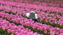 Seorang perempuan berpose untuk foto di antara ladang tulip dekat Grevenbroich, Jerman barat, pada 23 April 2021. Meski identik dengan Belanda, bunga tulip sendiri dikembangkan di banyak negara Eropa. (INA FASSBENDER / AFP)