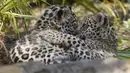 Dua bayi macan tutul bermain bersama di Kebun Binatang Quito di Guaylabamba, Ekuador, Minggu (8/11/2015).  Dua bayi macan tutul lahir pada bulan september lalu di Kebun Binatang Quito. (REUTERS/Guillermo Granja)