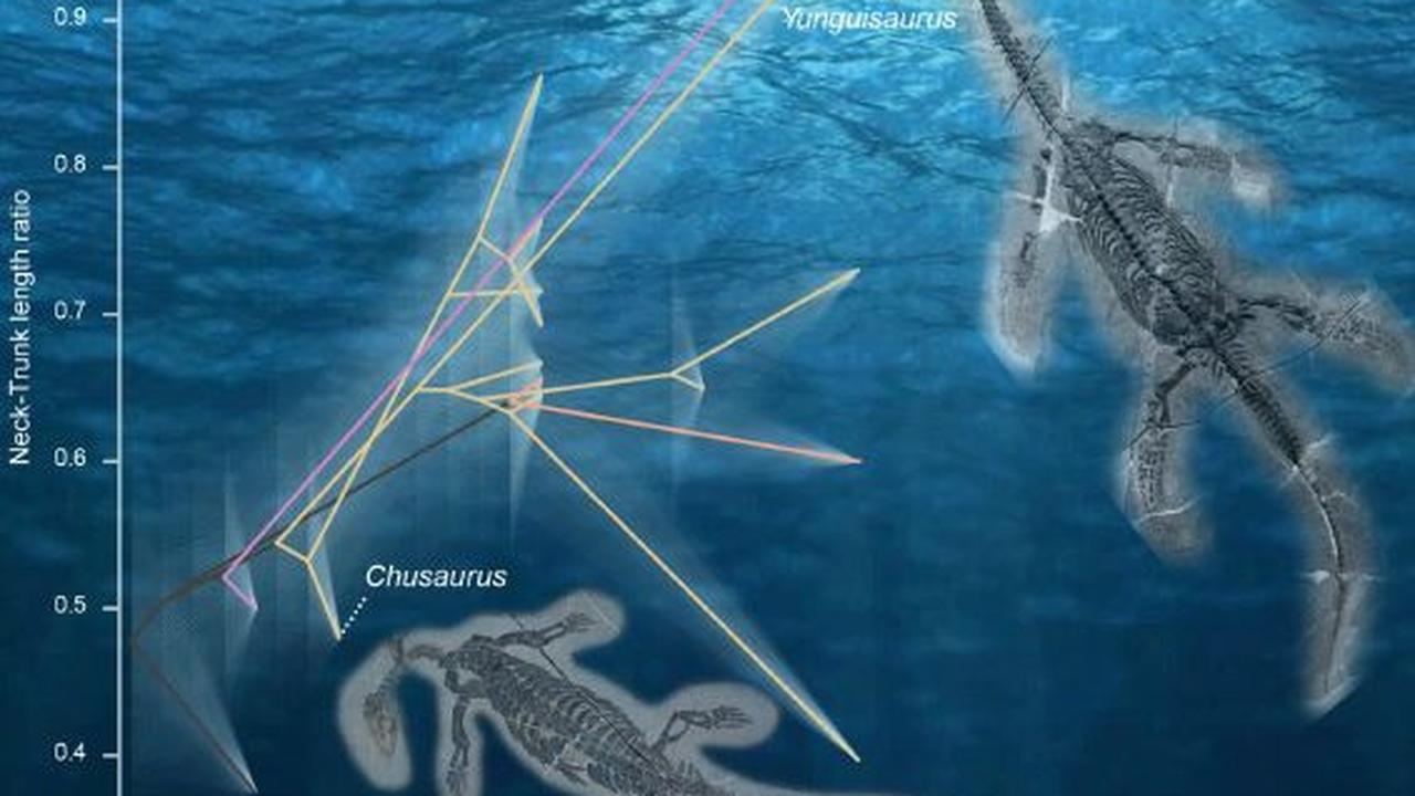 Pada zaman tersebut, leher Chusaurus mengalami pertumbuhan lebih panjang meskipun masih relatif pendek, dengan hanya 17 vertebrae atau kurang dari 0,5 meter dibandingkan dengan kerabatnya yang muncul kemudian.