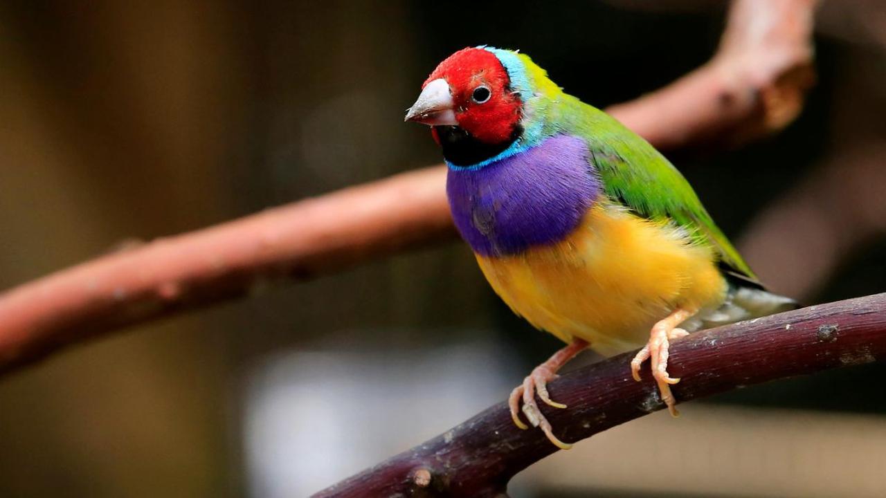 <b>Gouldian Finch</b><br>