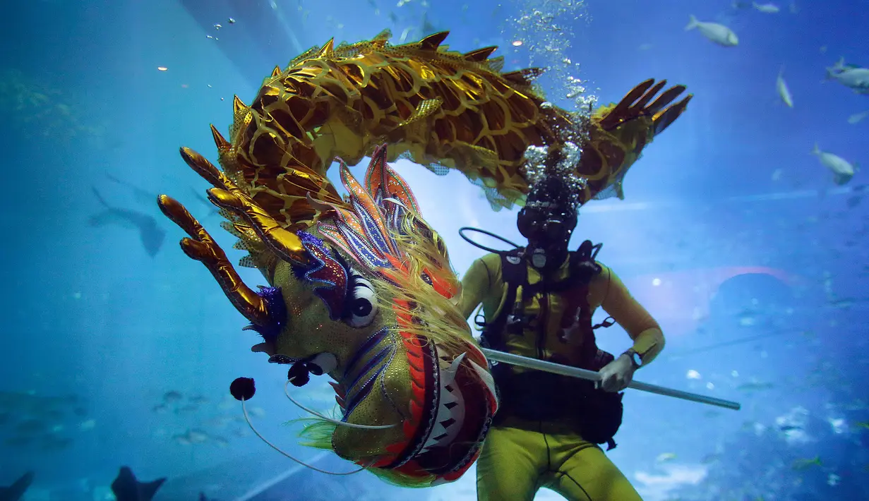 Penyelam saat melakukan pertunjukan barongsai naga pada pengunjung South East Asia Aquarium di Resorts World Sentosa, Singapura, Rabu (25/1). Pertunjukan barongsai di bawah permukaan laut itu untuk menyambut Tahun Baru Imlek 2568. (AP Photo/Wong Maye-E)