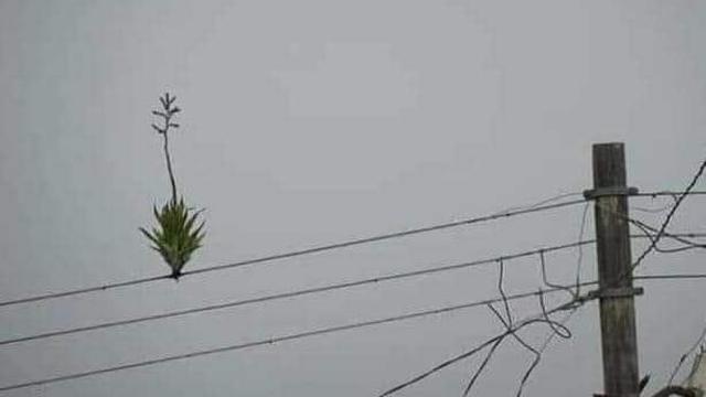 Bikin Heran, Ini 6 Potret Tanaman Tumbuh di Tempat Tak Lazim