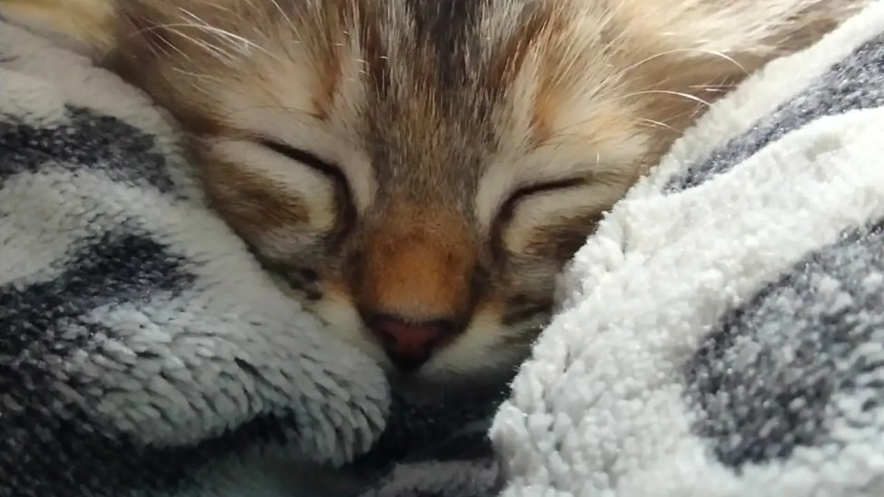Ilustrasi kitten