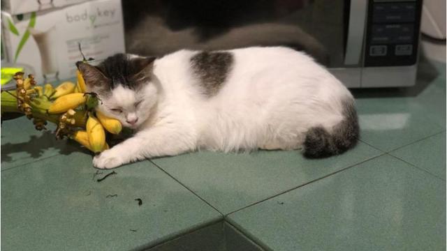 Kisah Haru Kucing Setia yang Tak Mau Makan Setelah Tuannya Tiada