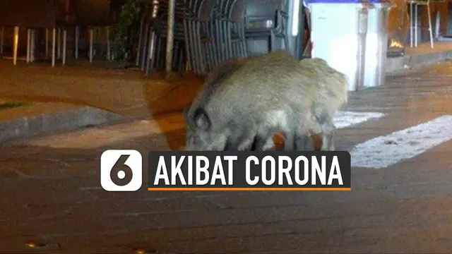 Kehidupan para binatang juga ikut terganggu akibat virus Corona.