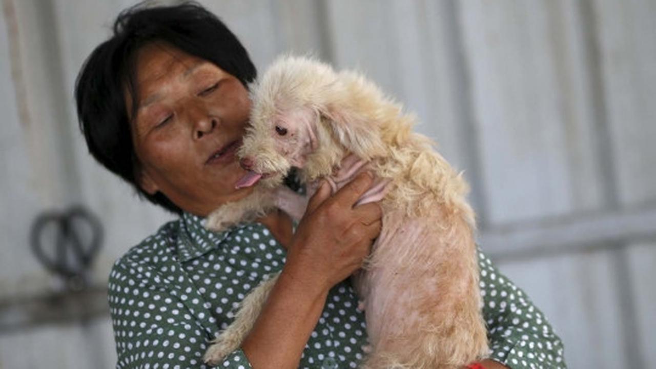 Wanita ini rela habiskan jutaan uang demi selamatkan ribuan anjing